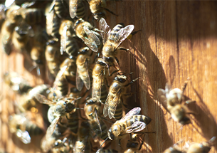 Abeilles