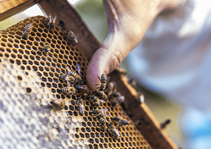 Apiculture