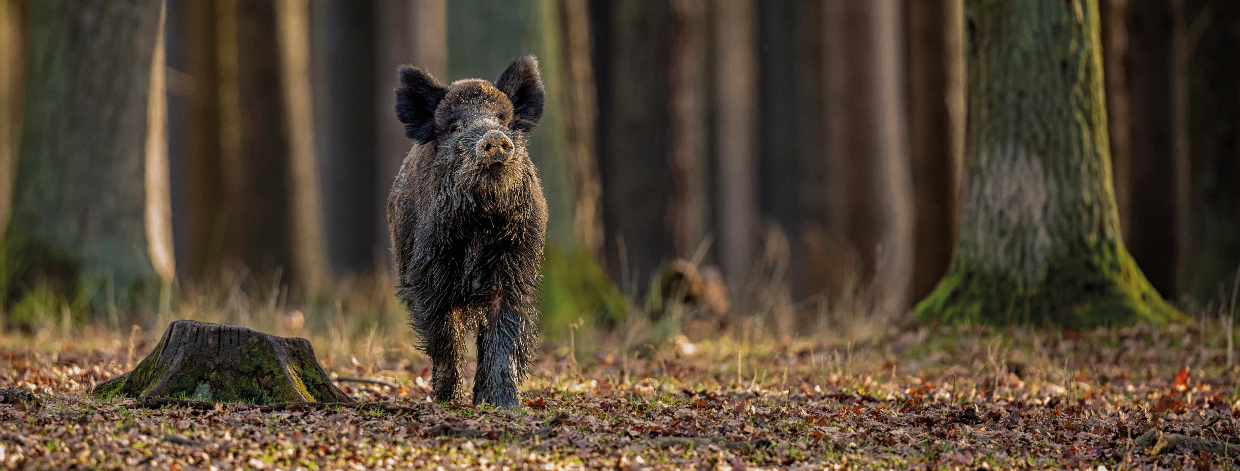 Chasse bannière