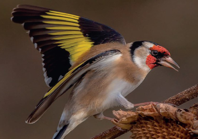 MON P'TIT MUSEUM LES OISEAUX