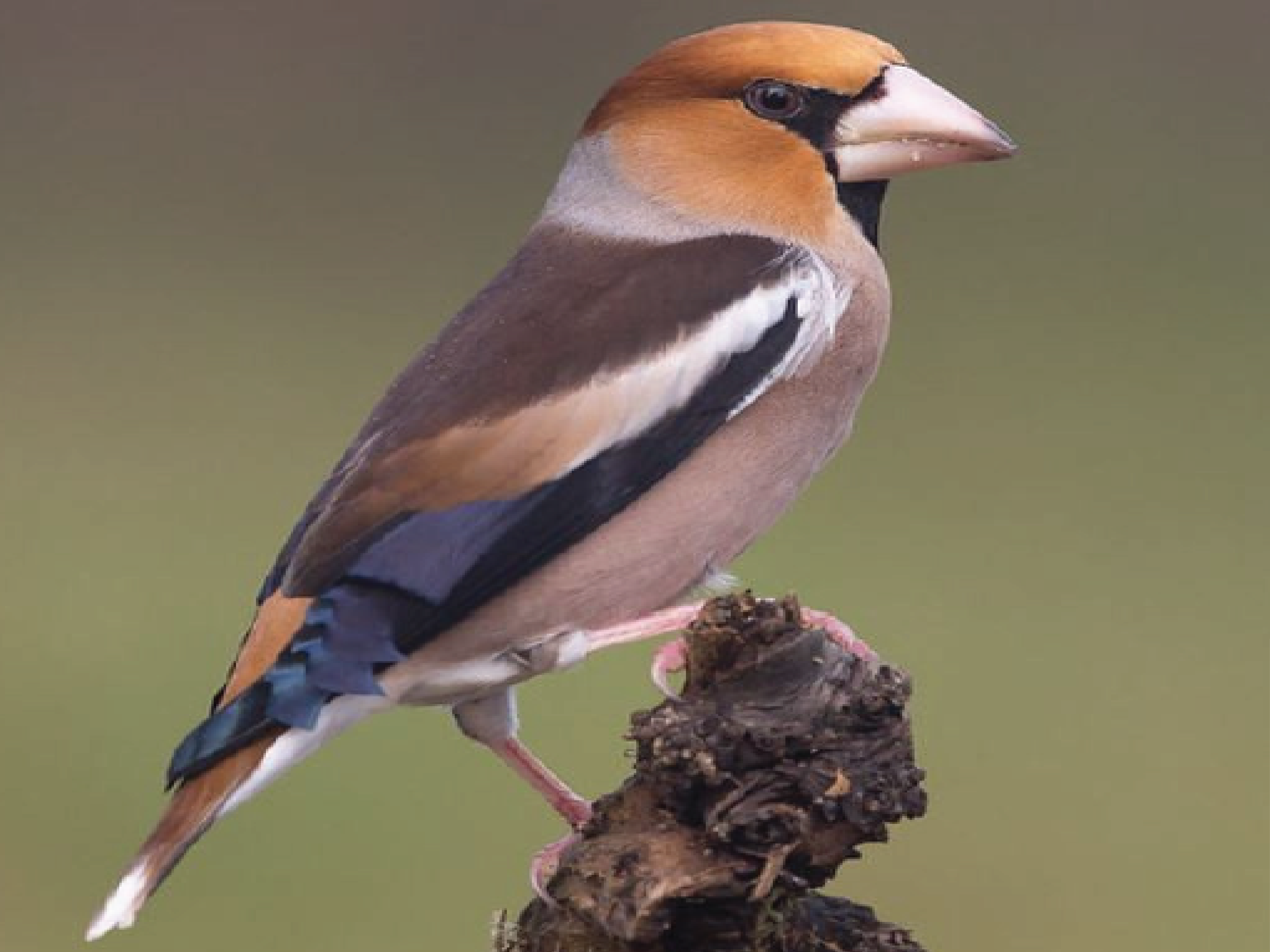 LES OISEAUX DU COIN