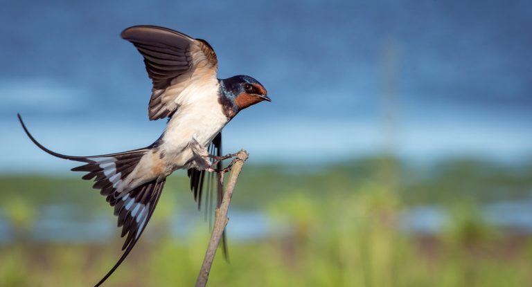 Hirondelle